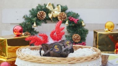 Sepet Noel geyik boynuzları ve parti için güneş gözlüğü genç bir domuzla yatıyor