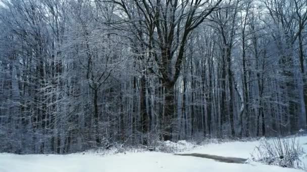 Movimento da câmera na estrada nevada na floresta. Está nevando. — Vídeo de Stock