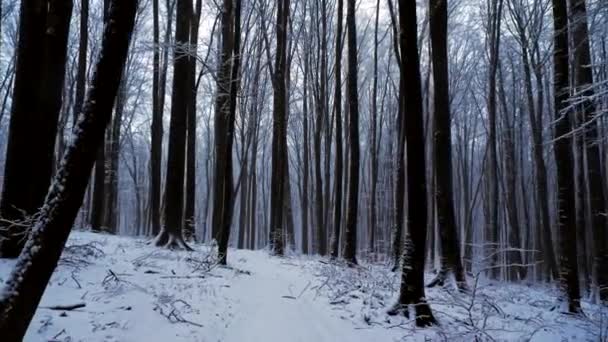 Movimento da câmera na floresta nevada. Está nevando. — Vídeo de Stock