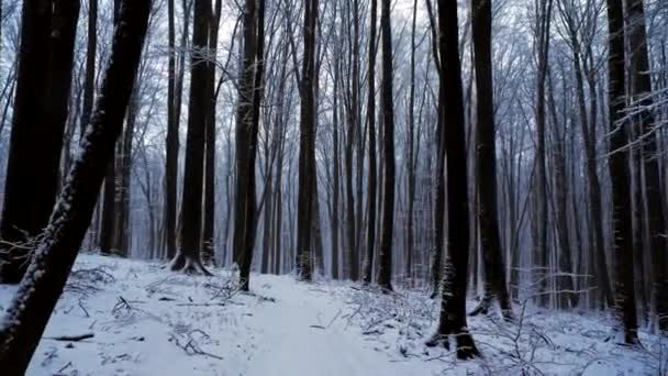 Movimiento de cámara en bosque nevado. Está nevando. — Vídeos de Stock