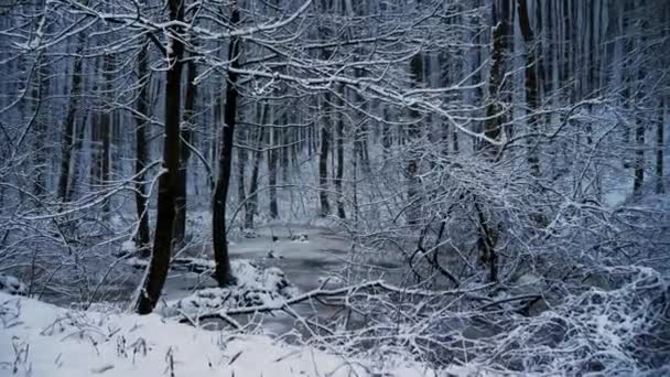 Snowy orman, donmuş göl üzerinde kamera hareketi. Onun kar yağışı — Stok video