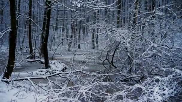 Movimento da câmera no lago congelado na floresta nevada. Está nevando. — Vídeo de Stock