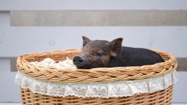 Un joli cochon couché au panier — Video