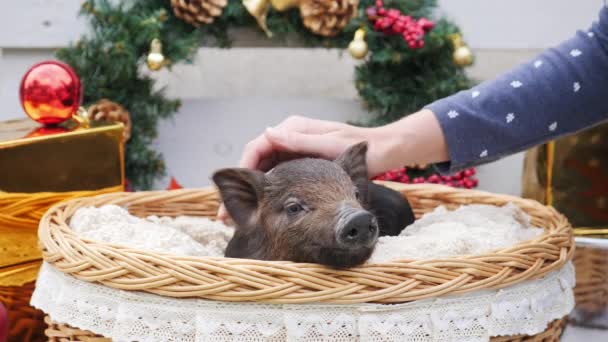 Una mujer acariciando por la mano a un cerdo en la cesta — Vídeos de Stock