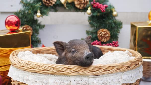 A cute pig lies at basket — Stock Video