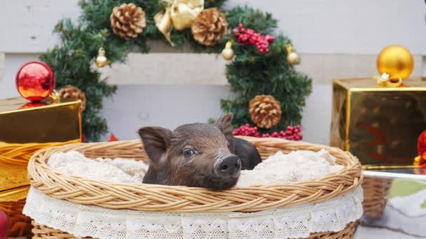 Мила свиня лежить в кошику — стокове відео