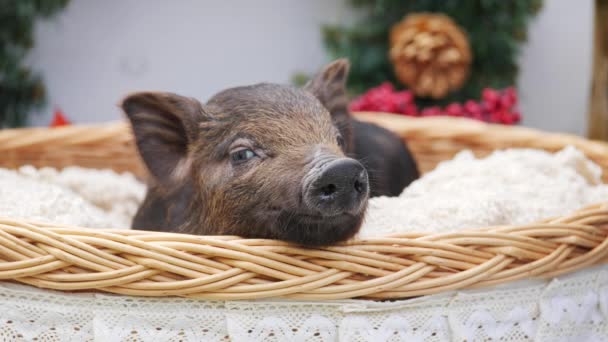 En söt gris ligger på korg — Stockvideo