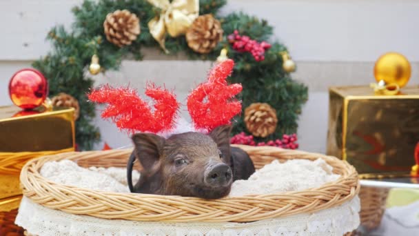Ένα χαριτωμένο γουρούνι με κέρατα ελαφιών Χριστούγεννα βρίσκεται στο καλάθι — Αρχείο Βίντεο