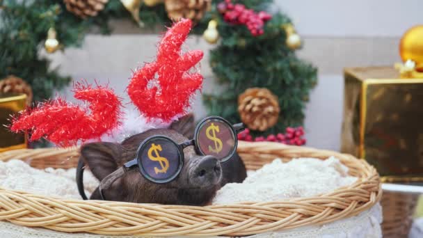 Ein junges Schwein mit weihnachtlichen Hirschhörnern und Sonnenbrille zum Feiern liegt am Korb — Stockvideo