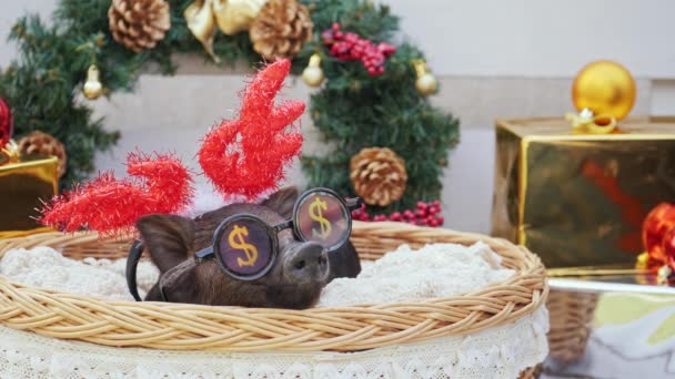 Fiatal sertés a karácsonyi szarvas szarv és a napszemüveg, party fekszik kosár — Stock videók