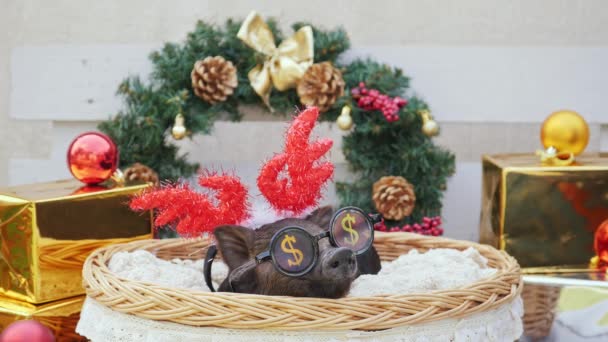 Un cerdo joven con cuernos de venado de Navidad y gafas de sol para la fiesta se encuentra en la cesta — Vídeos de Stock