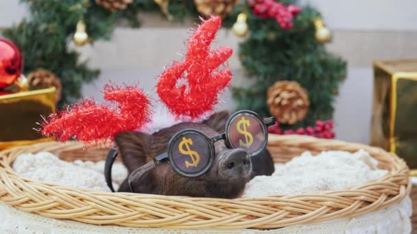 Un cerdo joven con cuernos de venado de Navidad y gafas de sol para la fiesta se encuentra en la cesta — Vídeo de stock