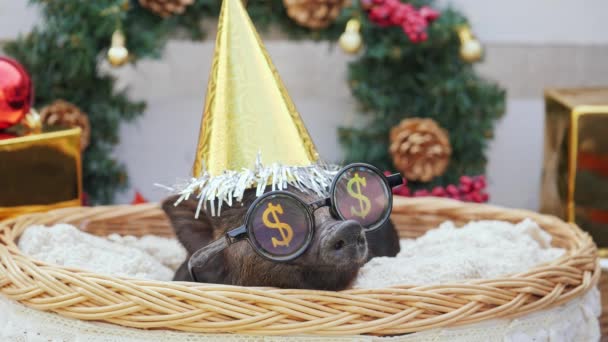 Un cerdo joven con gorra de Navidad y gafas de sol para la fiesta se encuentra en la cesta — Vídeo de stock