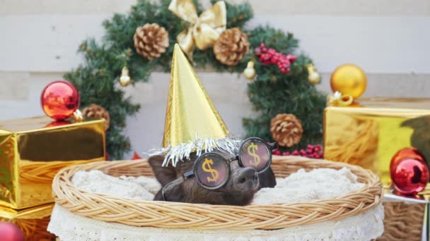 Um jovem porco com boné de Natal e óculos de sol para festa está na cesta — Vídeo de Stock