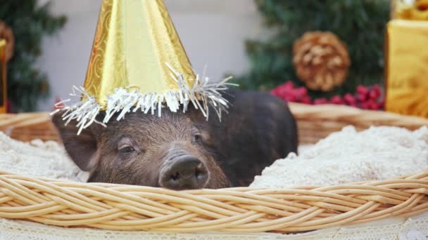 Een jonge varken met kerst Pet ligt op mand — Stockvideo