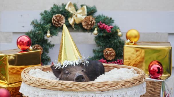 Un cerdo joven con gorra de navidad yace en la cesta — Vídeos de Stock