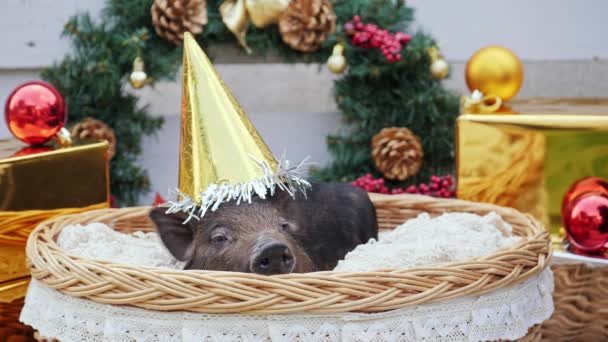 Ein junges Schwein mit Weihnachtsmütze liegt am Korb — Stockvideo