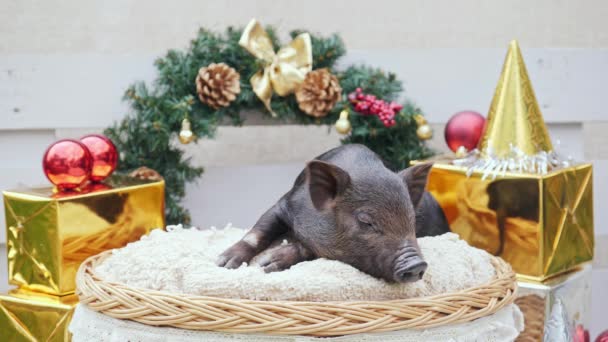 Симпатичная свинья лежит в корзине — стоковое видео