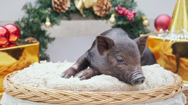 A cute pig lies at basket — Stock Video