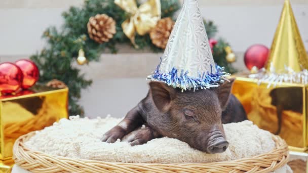 Un cerdo joven con gorra de navidad yace en la cesta — Vídeos de Stock