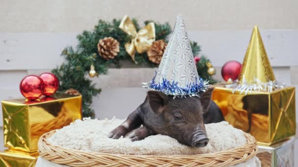 Un cerdo joven con gorra de navidad yace en la cesta — Vídeos de Stock