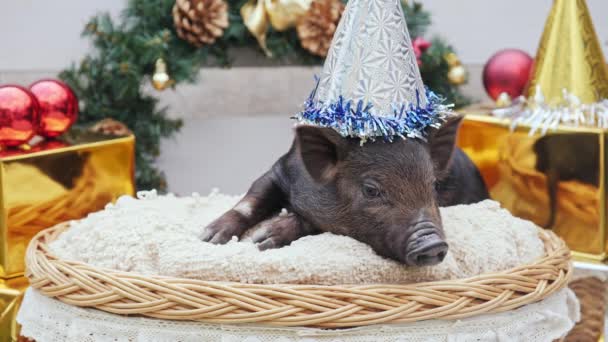 Un cerdo joven con gorra de navidad yace en la cesta — Vídeos de Stock
