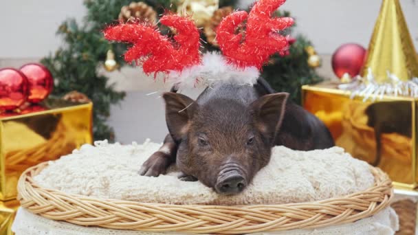 一个可爱的猪与圣诞鹿角躺在篮子 — 图库视频影像