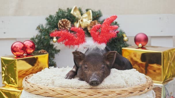 En söt gris med christmas deer Horn ligger på korg — Stockvideo