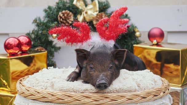 Un simpatico maiale con corna di cervo di Natale giace a cesto — Video Stock