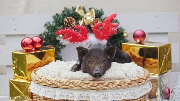 Un cerdo lindo con cuernos de venado navideño yace en la cesta — Vídeo de stock