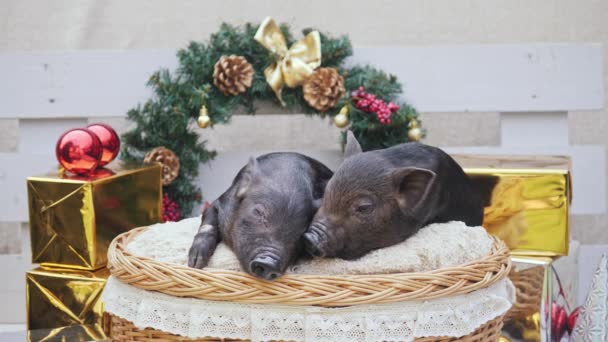 Zwei süße junge Schweine am Korb — Stockvideo