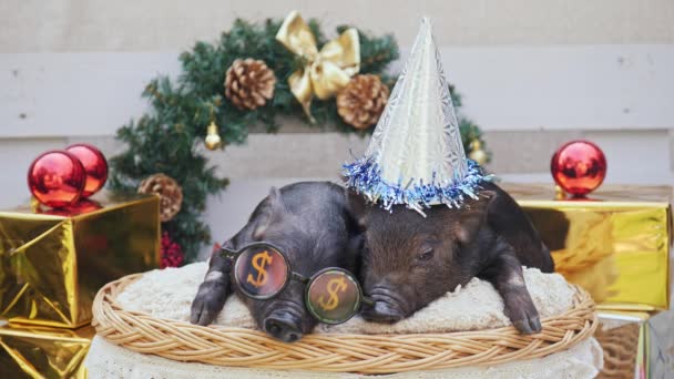 Un dos lindos cerdos jóvenes yacen en la cesta — Vídeos de Stock