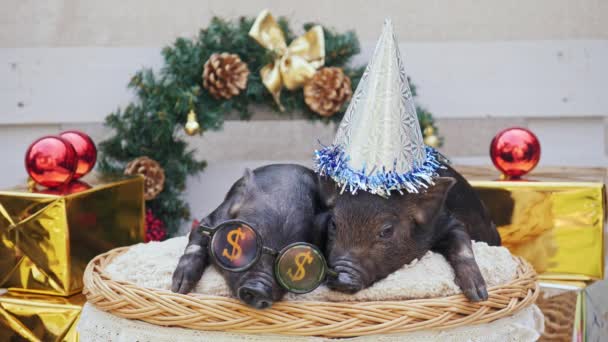 Dwa słodkie młodych świń leżał w kosz — Wideo stockowe