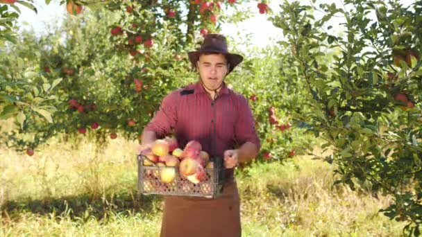 おかしいファーマーをボックスからリンゴをスローします 帽子とエプロンで若い農夫 — ストック動画