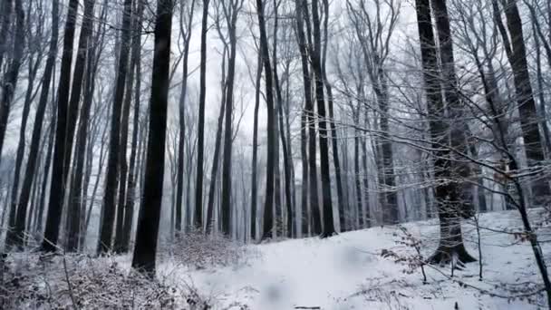 Movimento da câmera na floresta nevada. Está nevando. — Vídeo de Stock