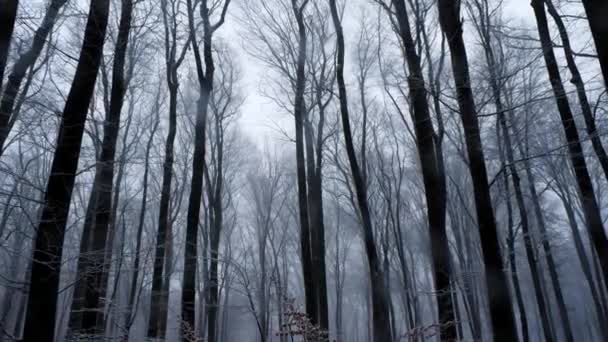 Panning shot van de boomtoppen van het bos in de winter. Het sneeuwt — Stockvideo