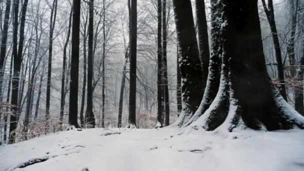 Movimiento de cámara en bosque nevado. Está nevando. — Vídeo de stock