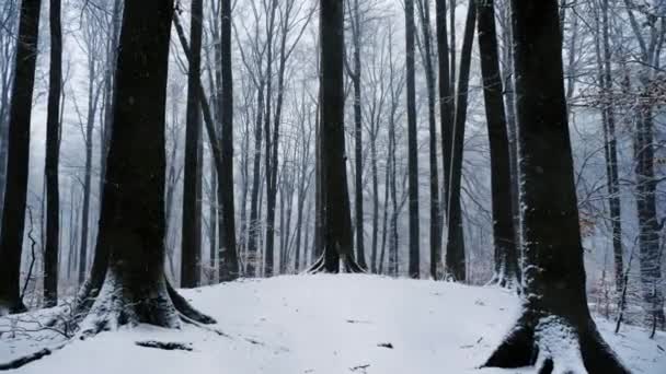 Mouvement de la caméra dans la forêt enneigée. Il neige. — Video