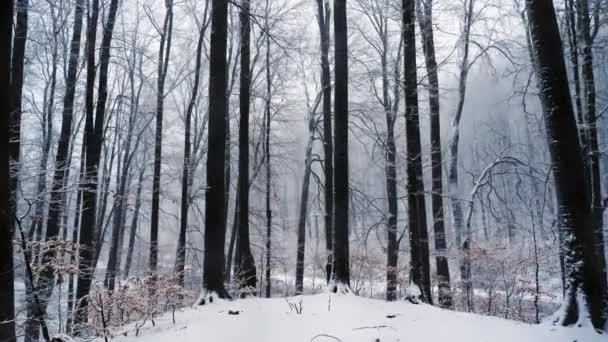 Κίνηση της κάμερας στο χιονισμένο δάσος. Χιονίζει την — Αρχείο Βίντεο