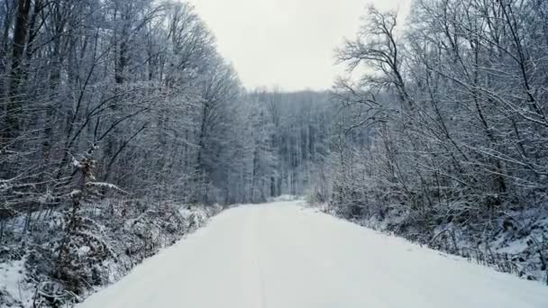 De camerabeweging op de besneeuwde weg in het bos. Het sneeuwt — Stockvideo