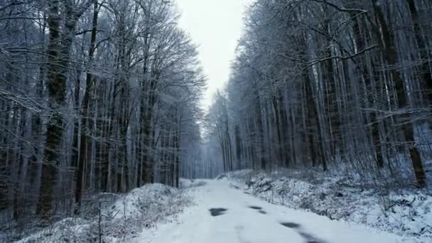 Movimiento de cámara en la carretera nevada en el bosque. Está nevando. — Vídeo de stock