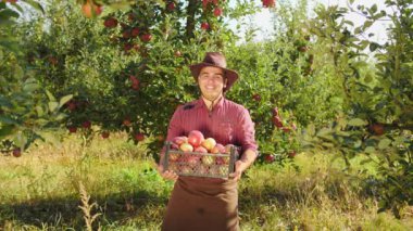 Çiftçi whith kutu elma elma bahçede dans