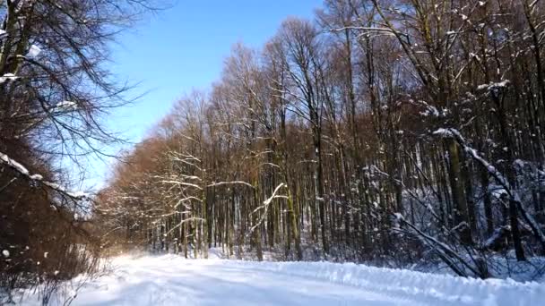 Kamera mozgás az erdőben, napsütéses napon a havas úton — Stock videók