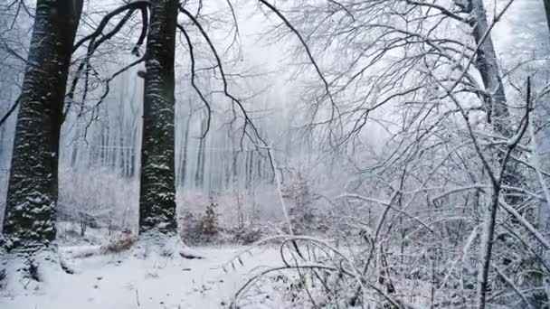 Movimento da câmera na floresta nevada. Está nevando. — Vídeo de Stock