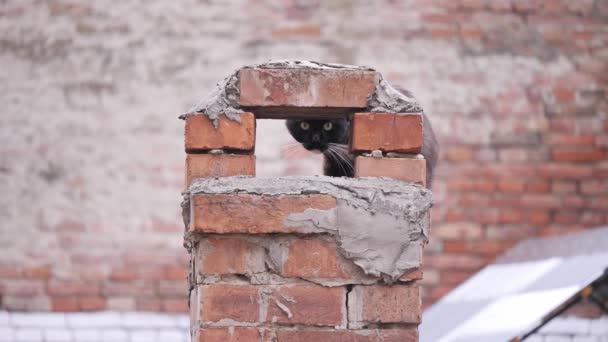 Siyah beyaz bir kedi bir çatıda oturan ve kameraya bakıyor. — Stok video