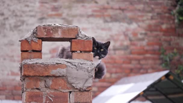 Un gatto bianco e nero è seduto su un tetto e guarda la macchina fotografica . — Video Stock