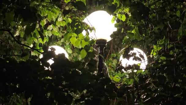 La lumière d'un lampadaire pendant une forte pluie . — Video