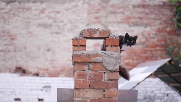 Siyah beyaz bir kedi bir çatıda oturan ve kameraya bakıyor. — Stok video