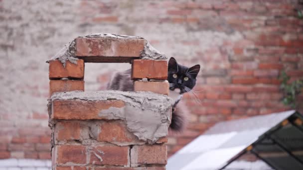 Egy fekete-fehér macska ül a tetőn, és nézi a kamerát. — Stock videók
