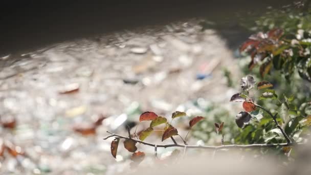 Változás a hangsúlyt a zöld ág a piszkos víz — Stock videók